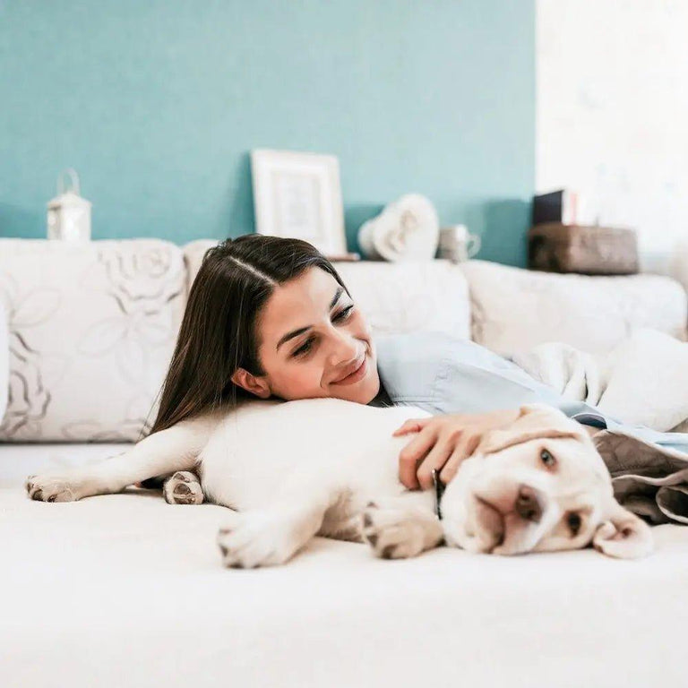 Why Dogs Scratch Their Beds - Bean Bags R Us